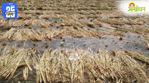 Unseasonal Rain