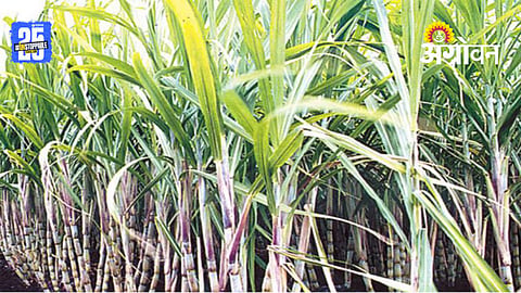 Sugarcane Cultivation