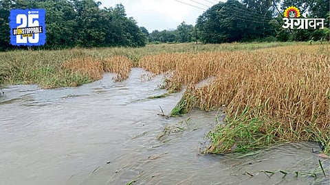 Paddy Crop