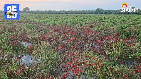 Red Chilli Crop