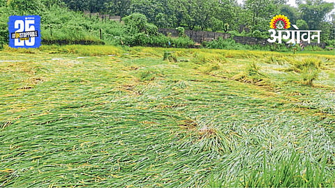 Farmer Crisis