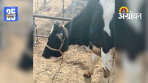 Livestock Care