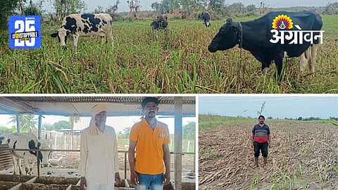 Dairy Farming: महापुरात सगळं संपूनही पुन्हा उभारण्याची उमेद