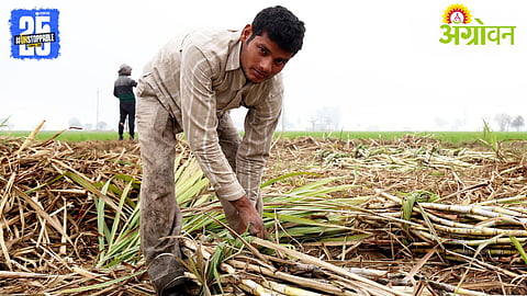 Sugarcane Price