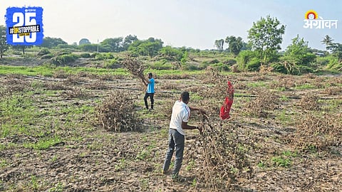 Crop Damage