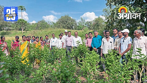 Mulberry Cultivation: तुती लागवड शाश्वत उत्पन्नाचा पर्याय
