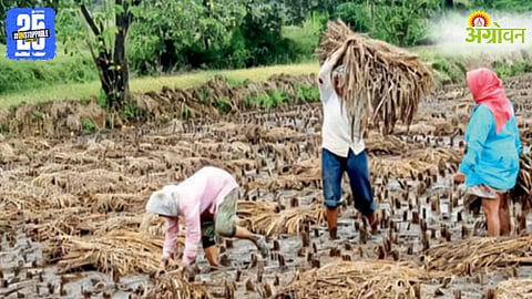 Paddy Crop Damage