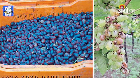 Grape Farmers