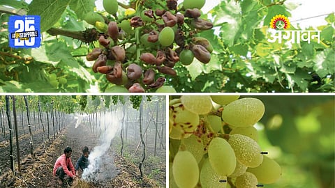 Grape Farming