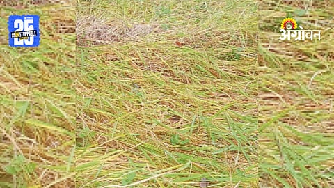 Paddy Crop Damage
