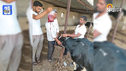 Animal Blood Bank