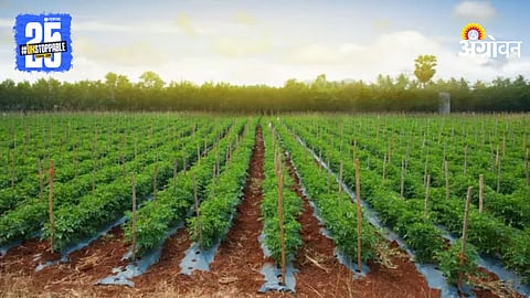 Tomato Farming