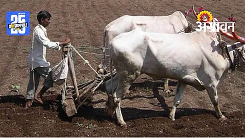 Rabi Sowing