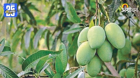 Mango Production
