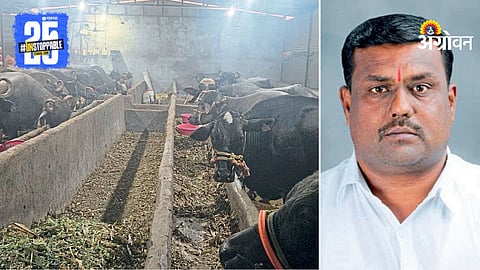 Buffalo Farming