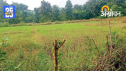 Rain Crop Damage