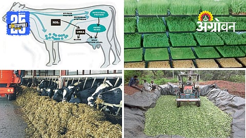 Animal Feed