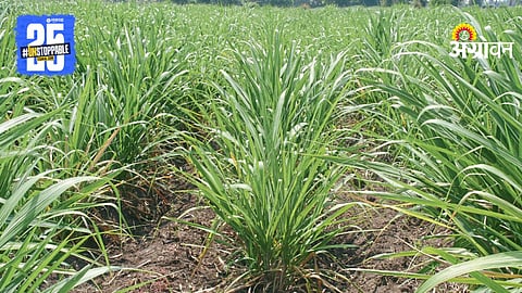 Sugarcane Farming