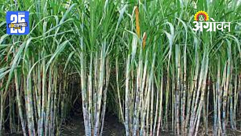 Sugarcane cultivation