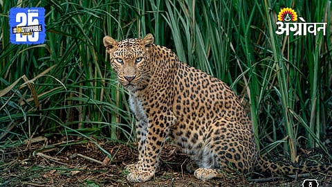 Leopard Trap