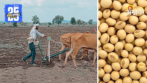 Soybean Sowing