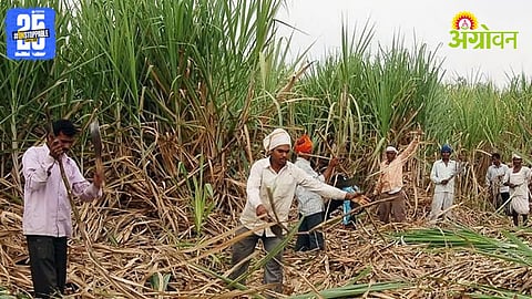 Sugarcane Price