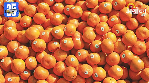 Orange Crop Insurance