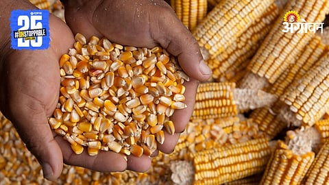 Maize Market