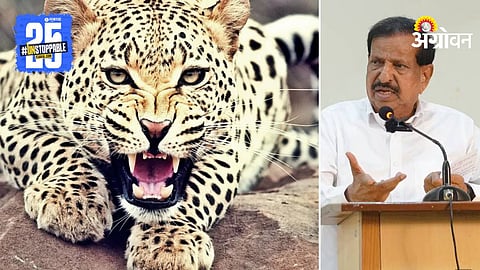 Leopard Attack