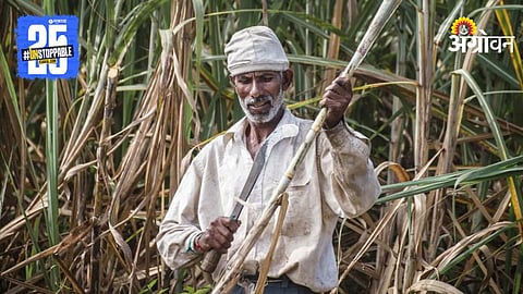 Sugarcane Farming Crisis