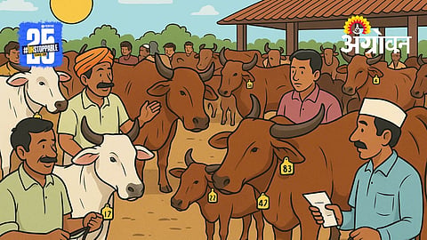 Cattle Ear Tagging