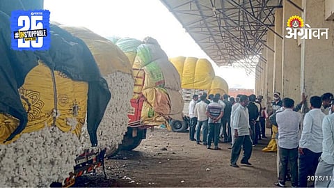 Cotton Market