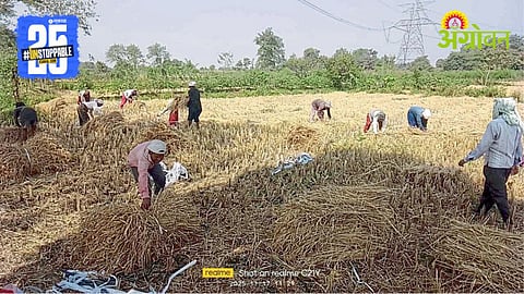 Harvest Season