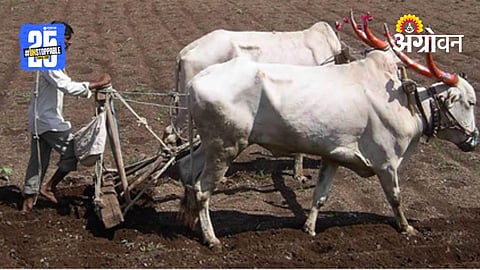Rabi Sowing