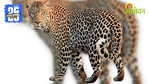 Leopard Sightings