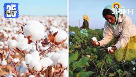 Cotton Farming