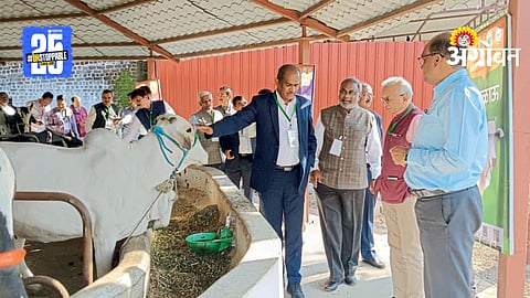 Desi Cow Research