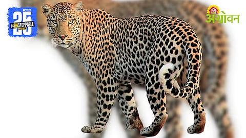 Leopard Conflict