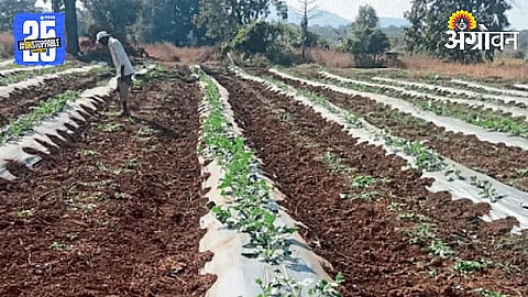 Watermelon Crop