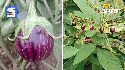 Indigenous Seeds