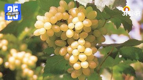 Grape Farming