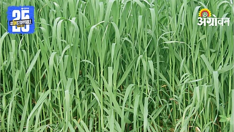 Oat Fodder