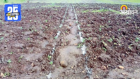 Rabi Season