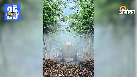 Grape Production