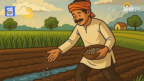 Rabi Season