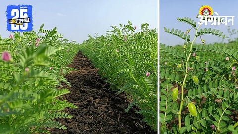 Chickpea Crop