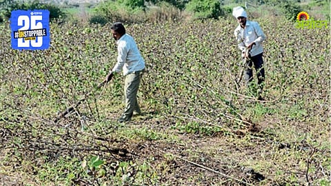 Rabi Sowing