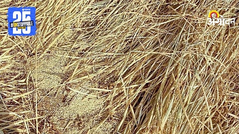 Paddy Crop