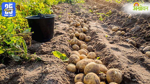 Potato Cultivation.
