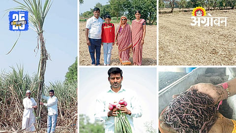 Organic Sugarcane Farming